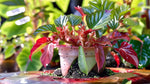 detail shot of Angel Wing Begonia Sophia Rooted Starter Plant live Begonia from Divine Roots