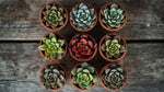 close-up detail of Rosette Shaped Succulent Pack live succulent from Divine Roots