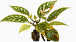 new growth on Angel Wing Begonia Medora Rooted Starter Plant live Begonia from Divine Roots