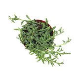 new growth on Senecio Peregrinus String of Dolphins live succulent from Divine Roots