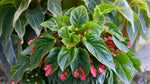 side profile of Angel Wing Begonia Lois Burke Rooted Starter Plant live Begonia from Divine Roots