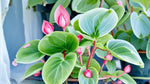 detail shot of Angel Wing Begonia Sunbrite Pink Rooted Starter Plant live Begonia from Divine Roots
