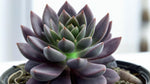 Echeveriaaffinis Black Knight Rooted Starter Plant live succulent from Divine Roots