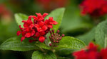 leaf detail of Lantana Florida Red live houseplant from Divine Roots