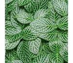 Fittonia Marble Green Rooted Starter Plants live houseplant from Divine Roots