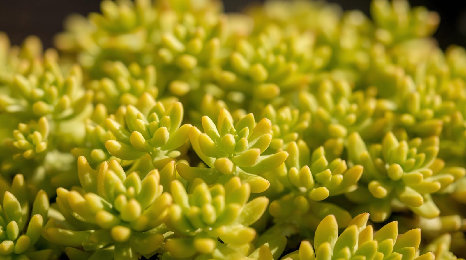 full view of Sedum Rupestre Lemon Ball live succulent from Divine Roots
