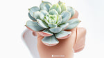 Echeveria lilacina live plant from Divine Roots — photo 5 of 12