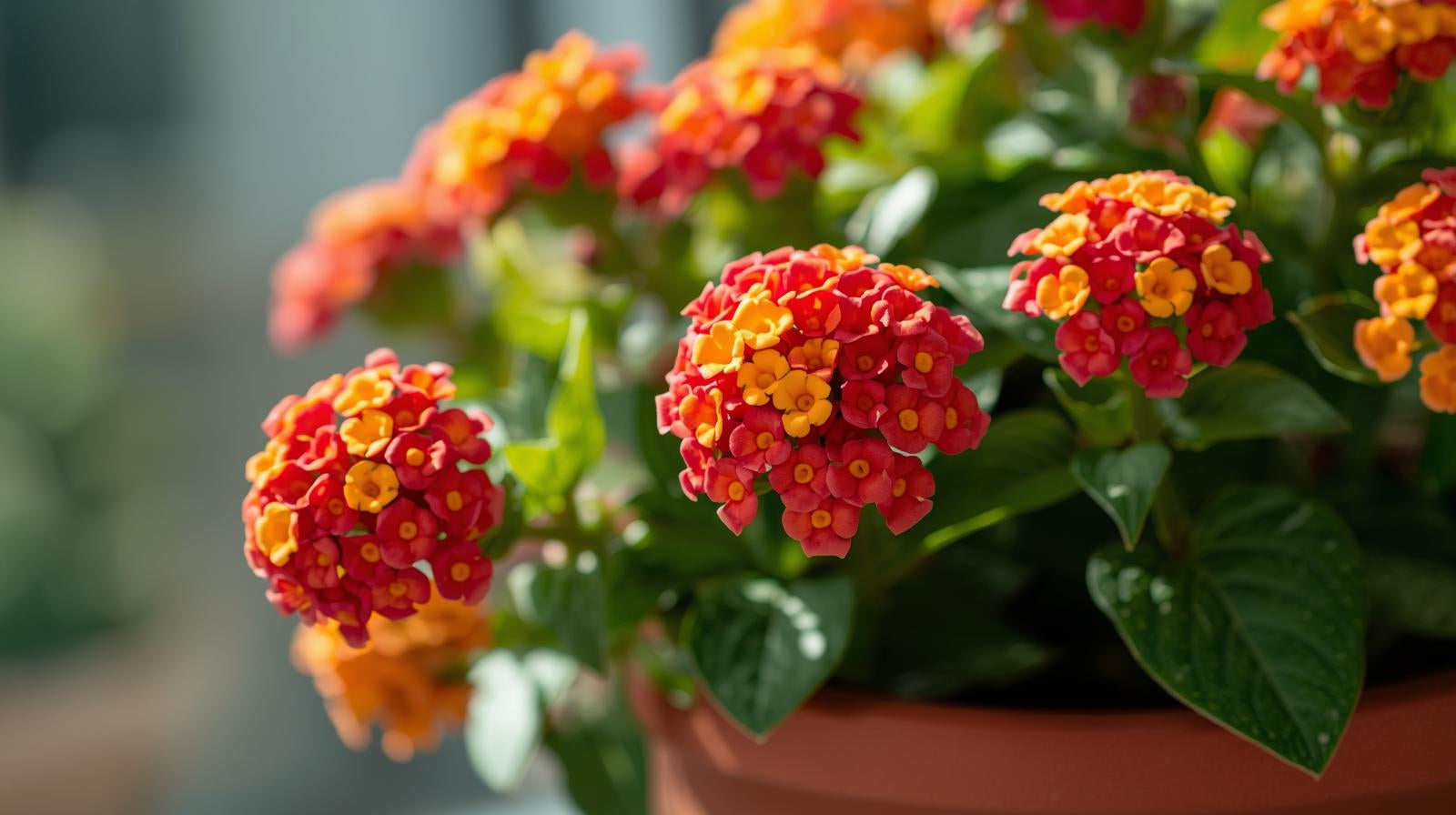 top view of Lantana Dallas Red (Rooted Starter Plant) live houseplant from Divine Roots