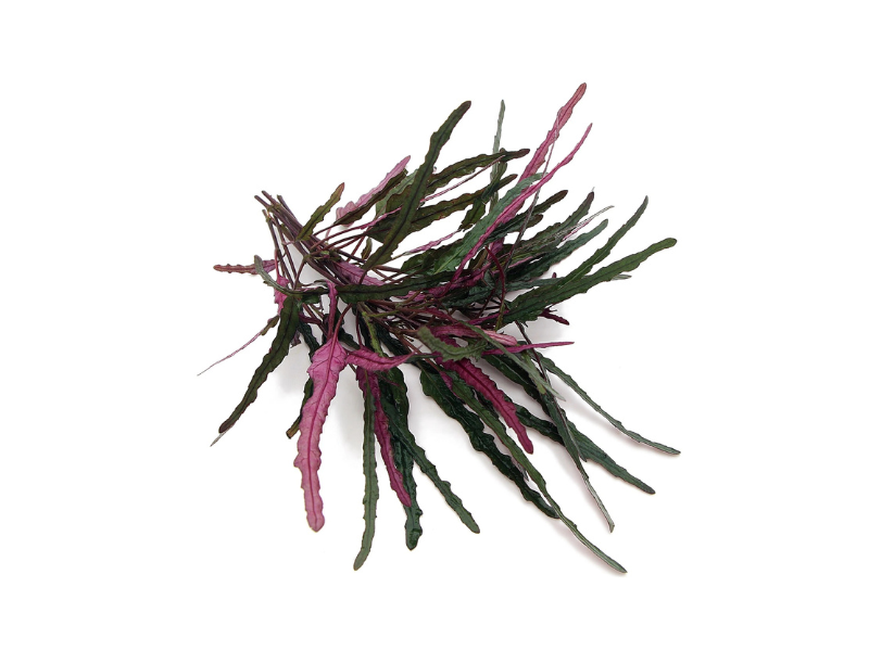 Dragon’s Tongue Flame Hemigraphis Repanda