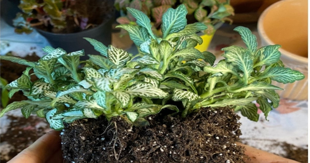 side profile of Fittonia Whisper Rooted Starter Plant live houseplant from Divine Roots