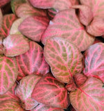 top view of Fittonia Red Flame Rooted Starter Plant live houseplant from Divine Roots