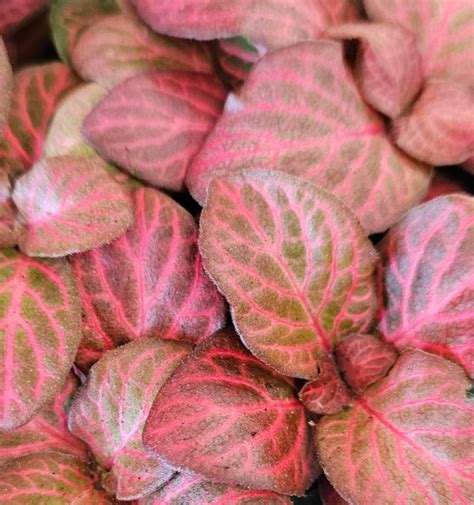 top view of Fittonia Red Flame Rooted Starter Plant live houseplant from Divine Roots