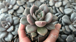 side profile of Echeveriaaffinis Black Knight Rooted Starter Plant live succulent from Divine Roots