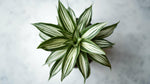 mature specimen of Chlorophytum Spider Reverse live spider plant from Divine Roots