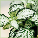 size reference for Fittonia White Tiger Rooted Starter Plant live houseplant from Divine Roots