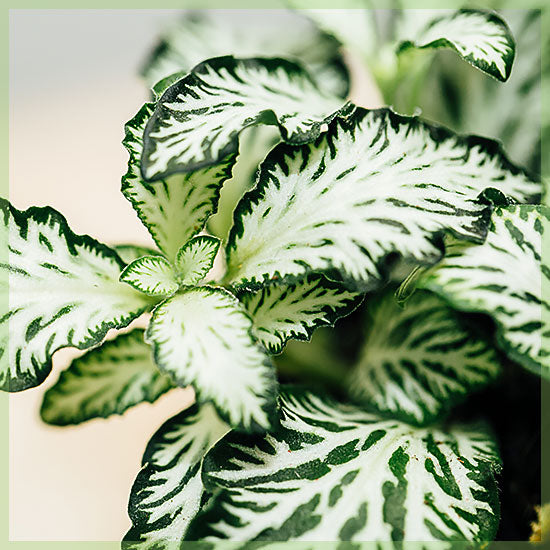 size reference for Fittonia White Tiger Rooted Starter Plant live houseplant from Divine Roots