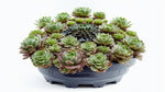 mature specimen of Succulents Sempervivum Assortment Rooted Starter Plant live succulent from Divine Roots