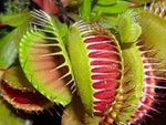 side profile of Venus Fly Trap w/Dome (Dionaea muscipula ‘Dente’) 3″ Pot decorative planter from Divine Roots