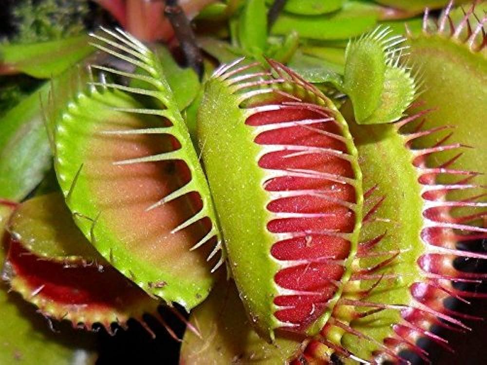 side profile of Venus Fly Trap w/Dome (Dionaea muscipula ‘Dente’) 3″ Pot decorative planter from Divine Roots