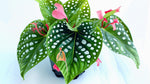 size reference for Angel Wing Begonia My Special Angel live Begonia from Divine Roots