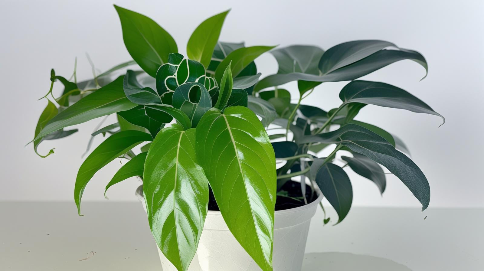 size reference for Pothos Baltic Blue (Rooted Starter Plant) live Pothos from Divine Roots