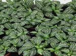 close-up detail of Fittonia Marble Green Rooted Starter Plants live houseplant from Divine Roots