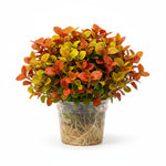 mature specimen of Joseph’s Coat “Multi-Color Hedge” (Alternathera sp.) live houseplant from Divine Roots