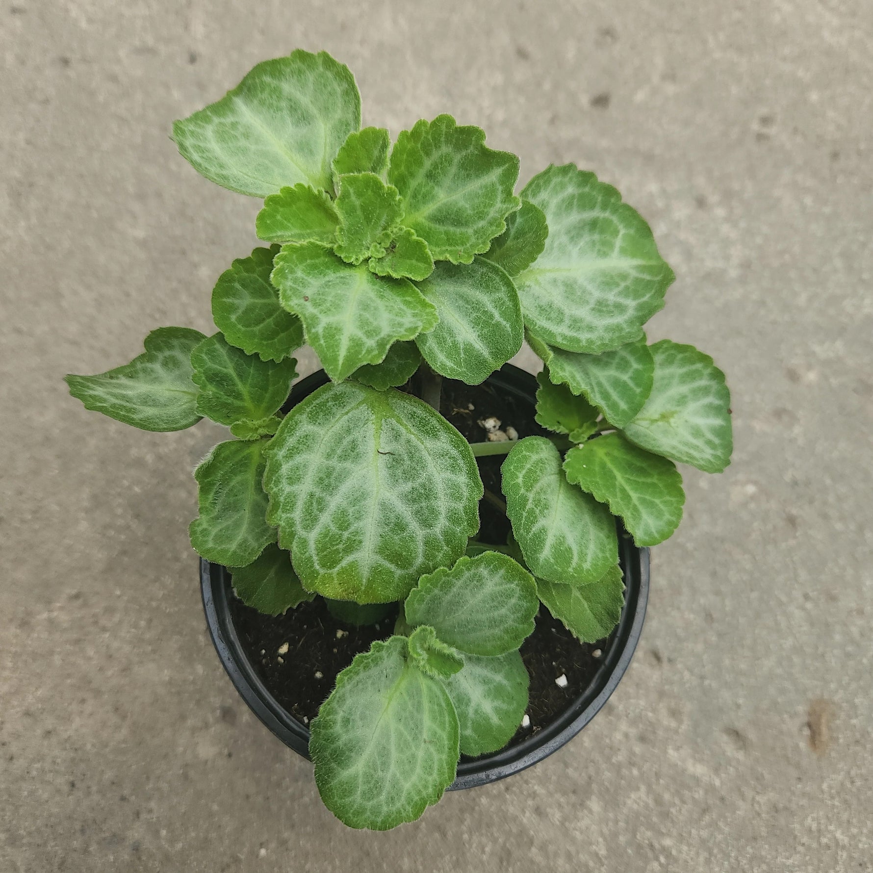 new growth on Plectranthus Swedish Ivy Emerald Lace live trailing plant from Divine Roots