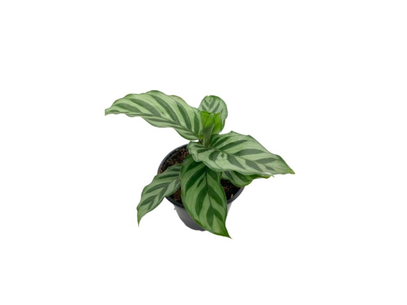 prayer plant freddie Calathea Freddie