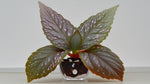 full view of Angel Wing Begonia Benigo Pink Rooted Starter Plant live Begonia from Divine Roots