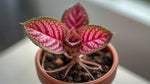 growth pattern of Episcia Pink Panther Rooted Starter Plant live succulent from Divine Roots