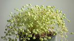 full view of Senecio Rowleyanus String Of Pearls Rooted Starter Plant live succulent from Divine Roots