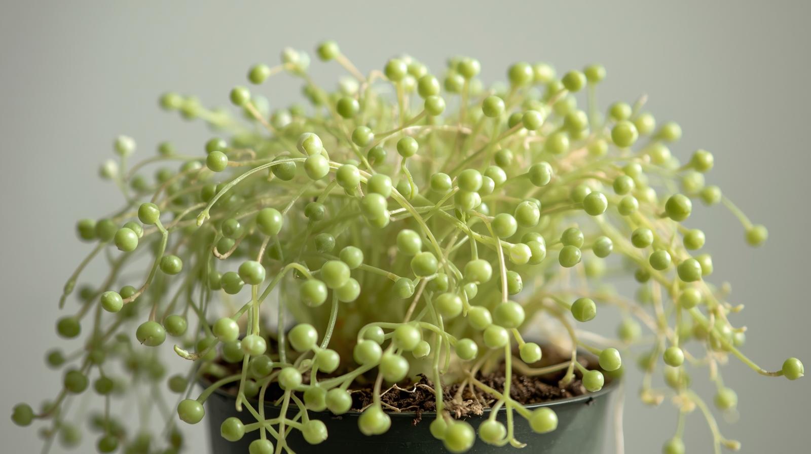 full view of Senecio Rowleyanus String Of Pearls Rooted Starter Plant live succulent from Divine Roots