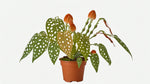 size reference for Angel Wing Begonia Maculata Rooted Starter Plant live Begonia from Divine Roots