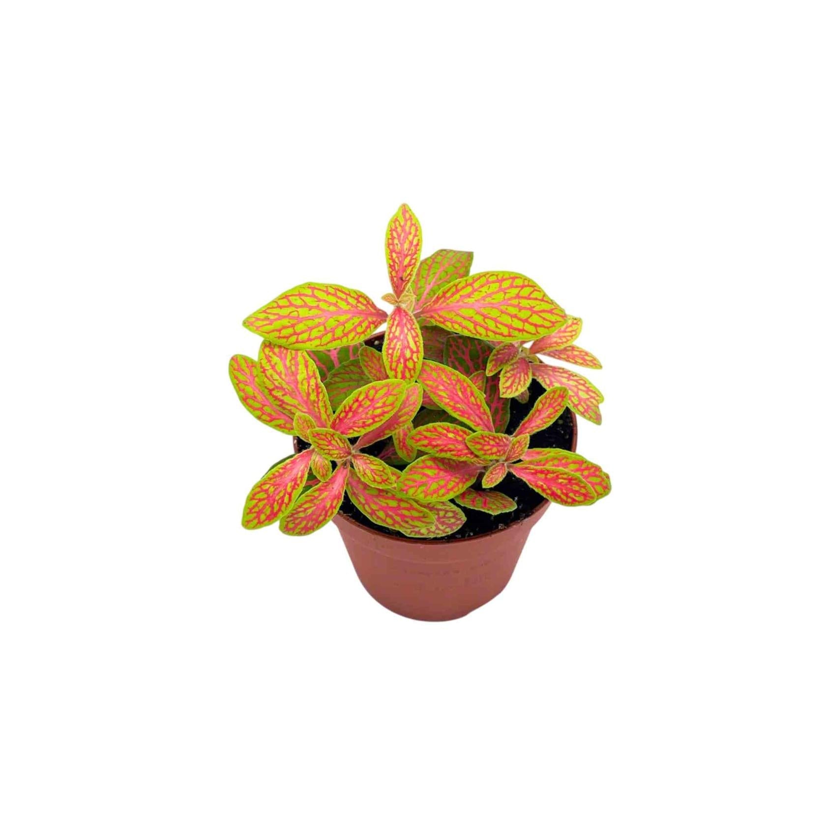 close-up detail of Fittonia Skeleton live houseplant from Divine Roots