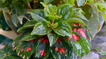 potted Angel Wing Begonia Lois Burke Rooted Starter Plant live Begonia from Divine Roots