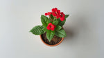 size reference for Lantana Florida Red (Rooted Starter Plant) live houseplant from Divine Roots