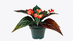 potted Angel Wing Begonia Torch live Begonia from Divine Roots