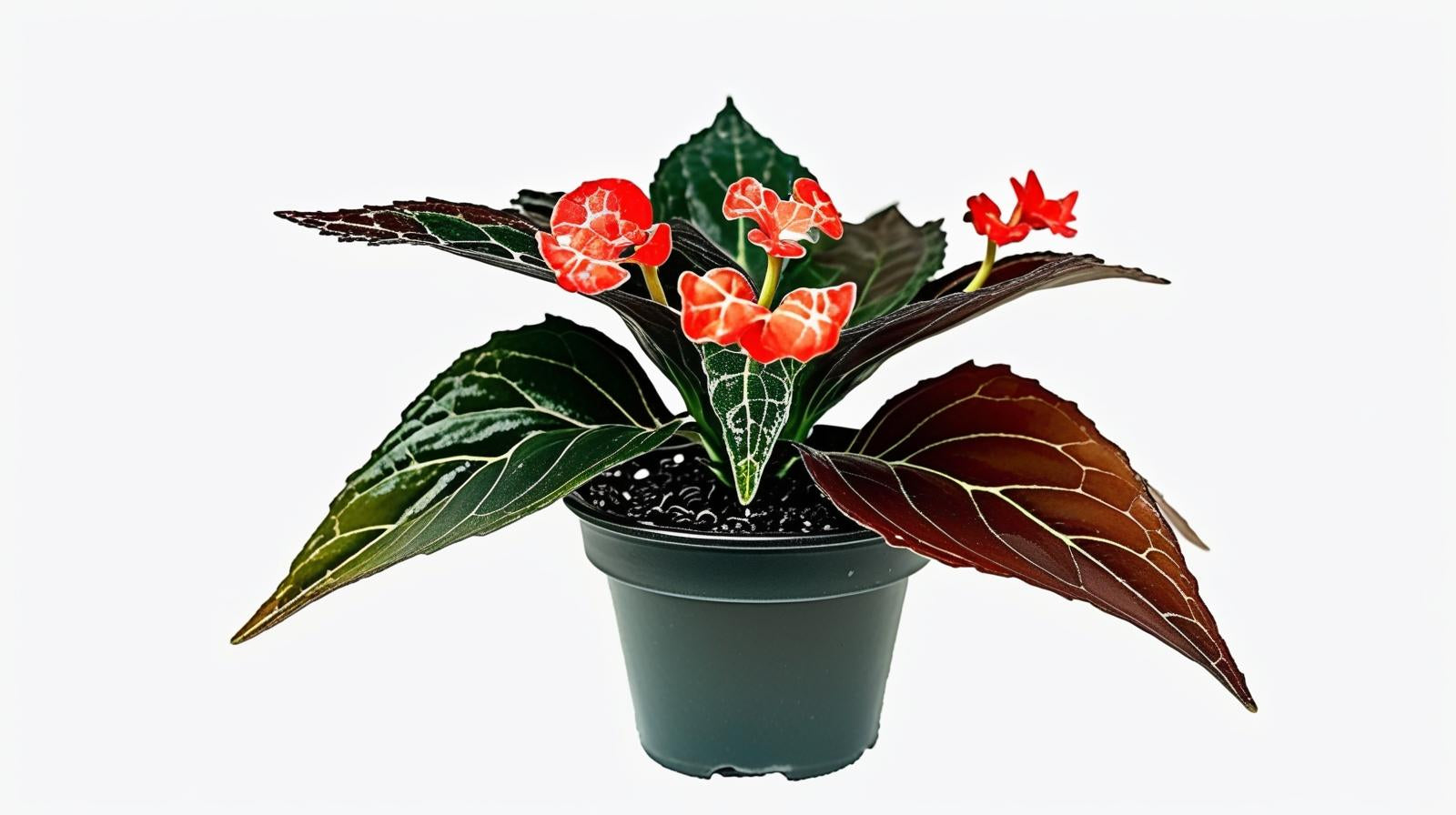 potted Angel Wing Begonia Torch live Begonia from Divine Roots