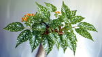 growth pattern of Angel Wing Begonia Lois Burke live Begonia from Divine Roots