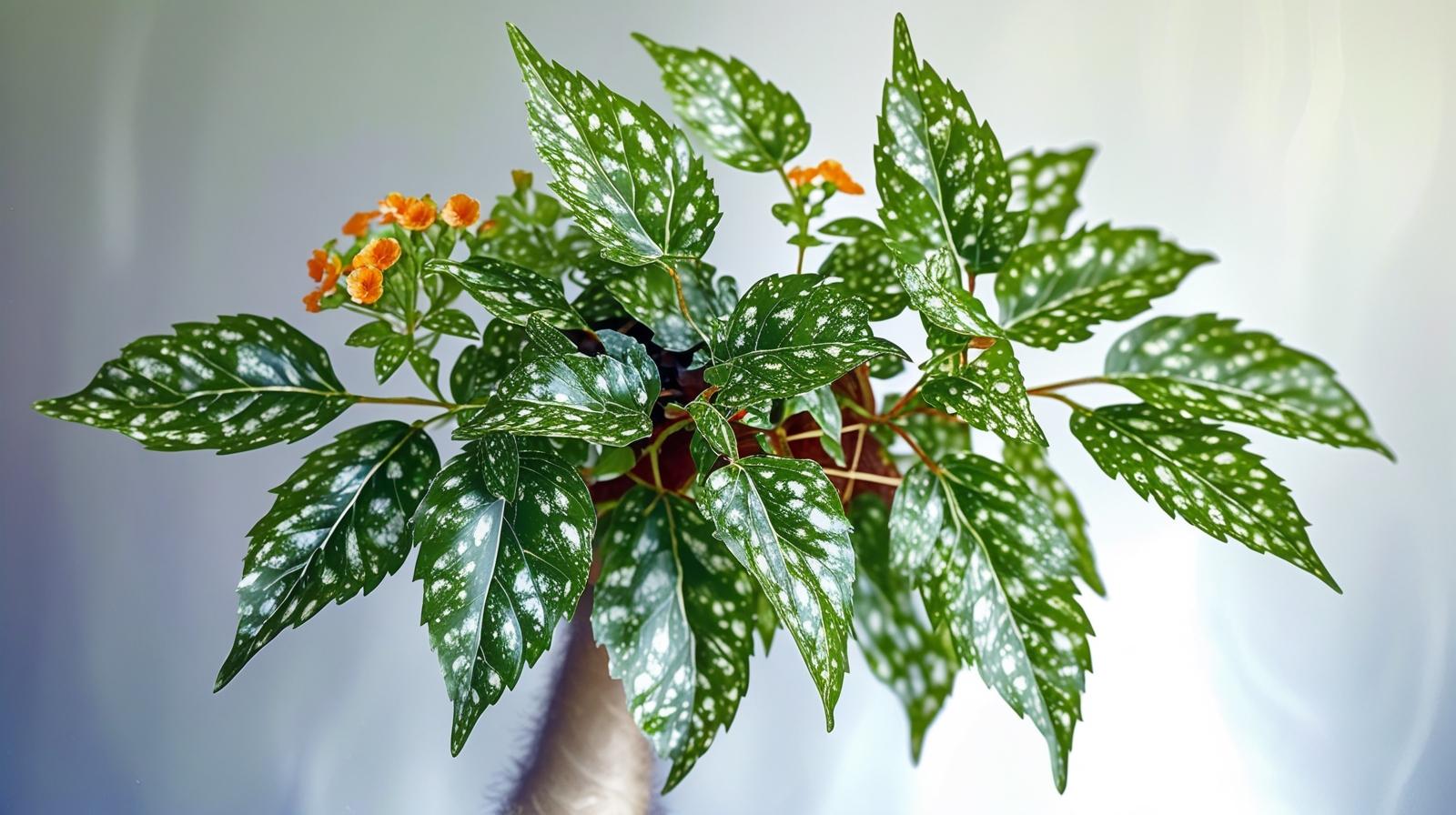 growth pattern of Angel Wing Begonia Lois Burke live Begonia from Divine Roots