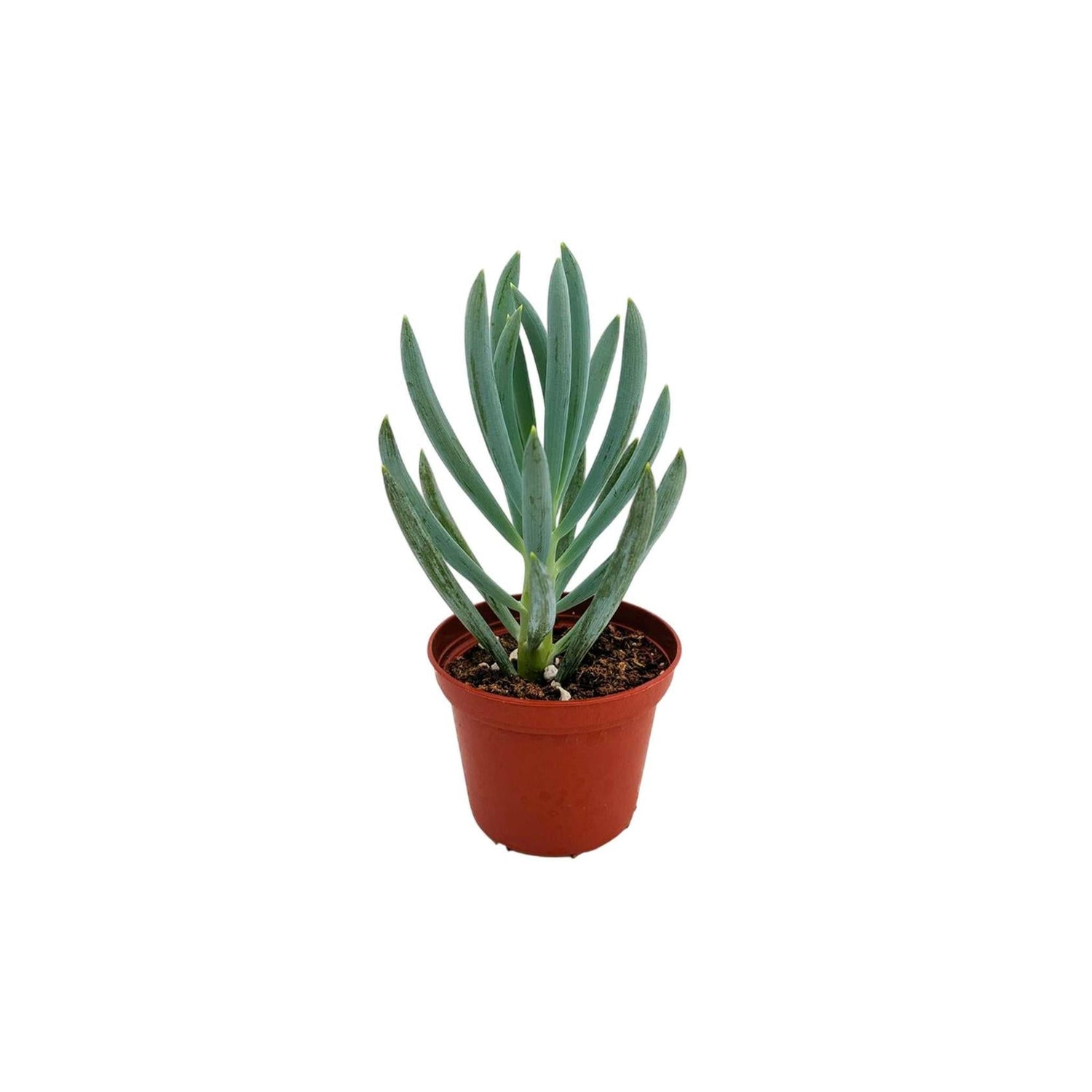 Senecio Mandraliscae Blue