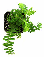 potted Emerald Queen Australian Sword Fern Rooted Starter Plant live fern from Divine Roots