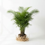 Bella Palm (Chamaedorea elegans) live palm from Divine Roots