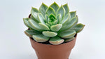 size reference for Echeveria Vertis live succulent from Divine Roots