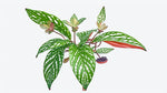 mature specimen of Angel Wing Begonia Medora live Begonia from Divine Roots