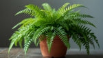 Boston Fern Massii live fern from Divine Roots