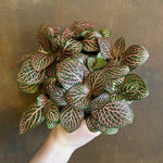mature specimen of Fittonia Mistral Rooted Starter Plant live houseplant from Divine Roots