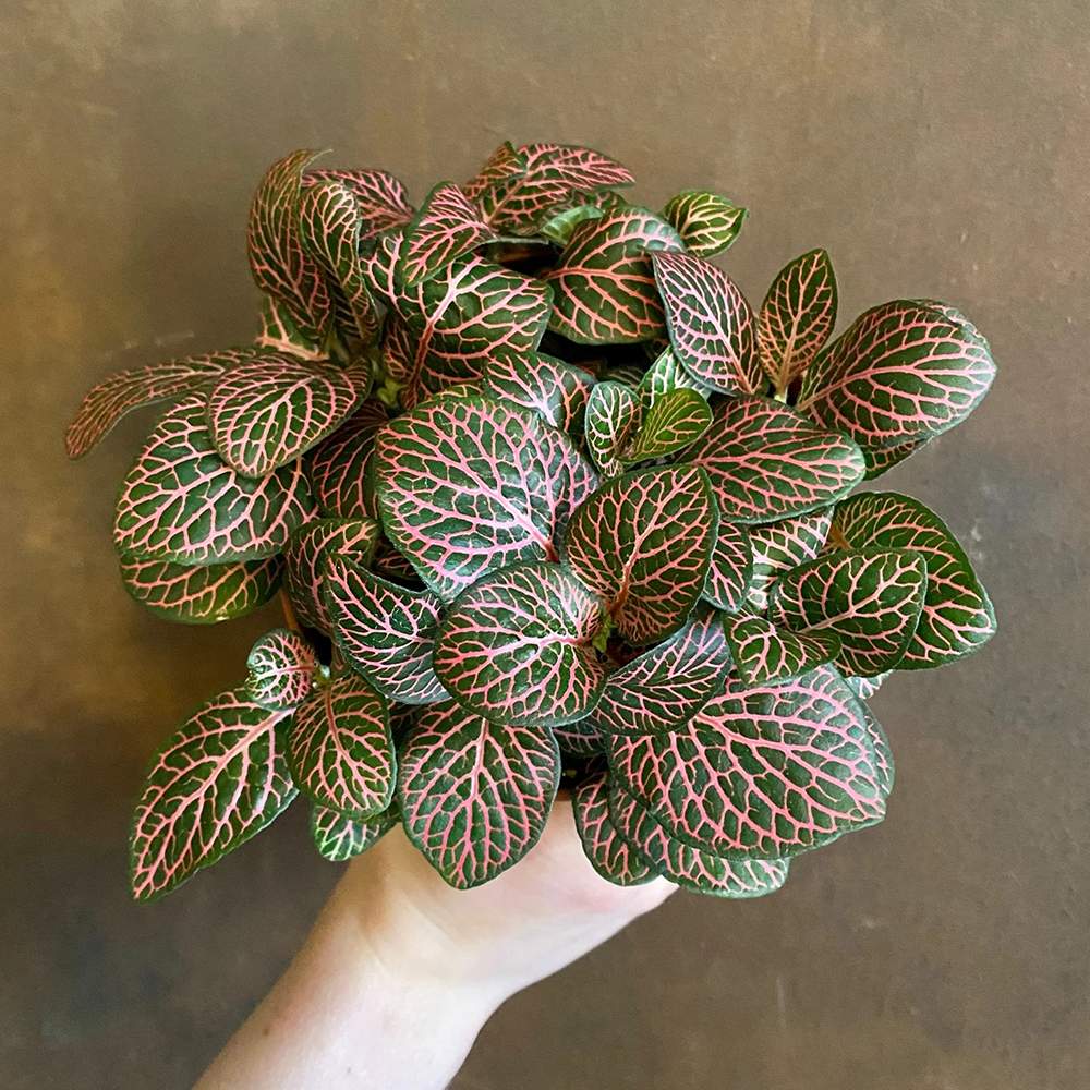 mature specimen of Fittonia Mistral Rooted Starter Plant live houseplant from Divine Roots