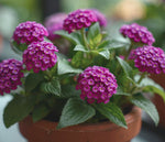 growth pattern of Lantana 'Dark Purple' (Rooted Starter Plant) live houseplant from Divine Roots